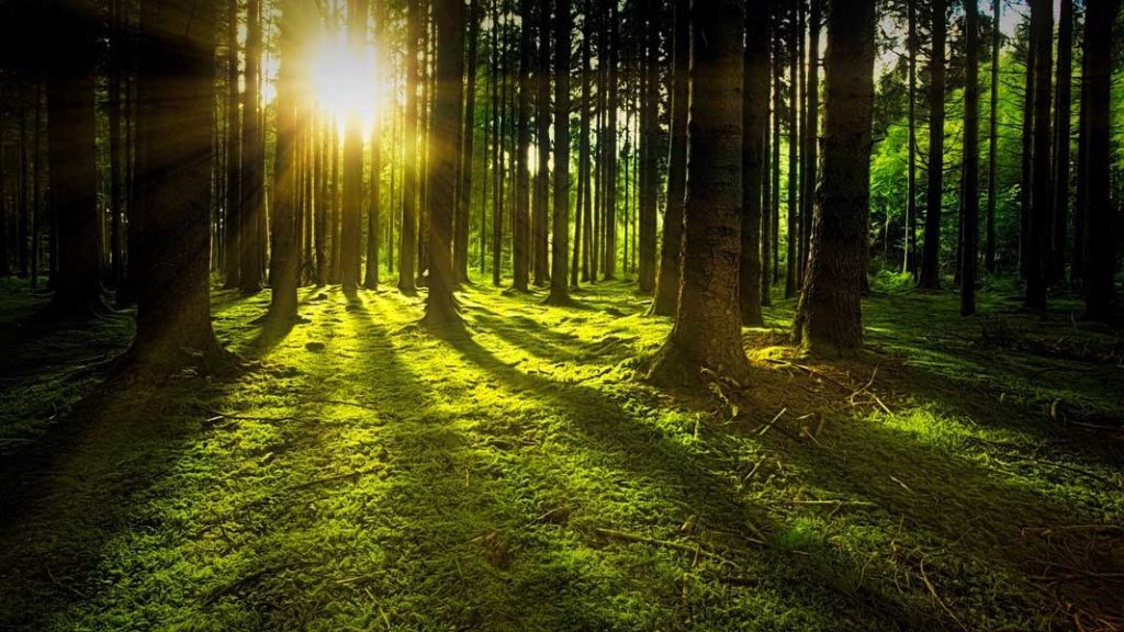 Holz -ein unverzichtbarer Bestandteil im klimaneutralen Energiemix-